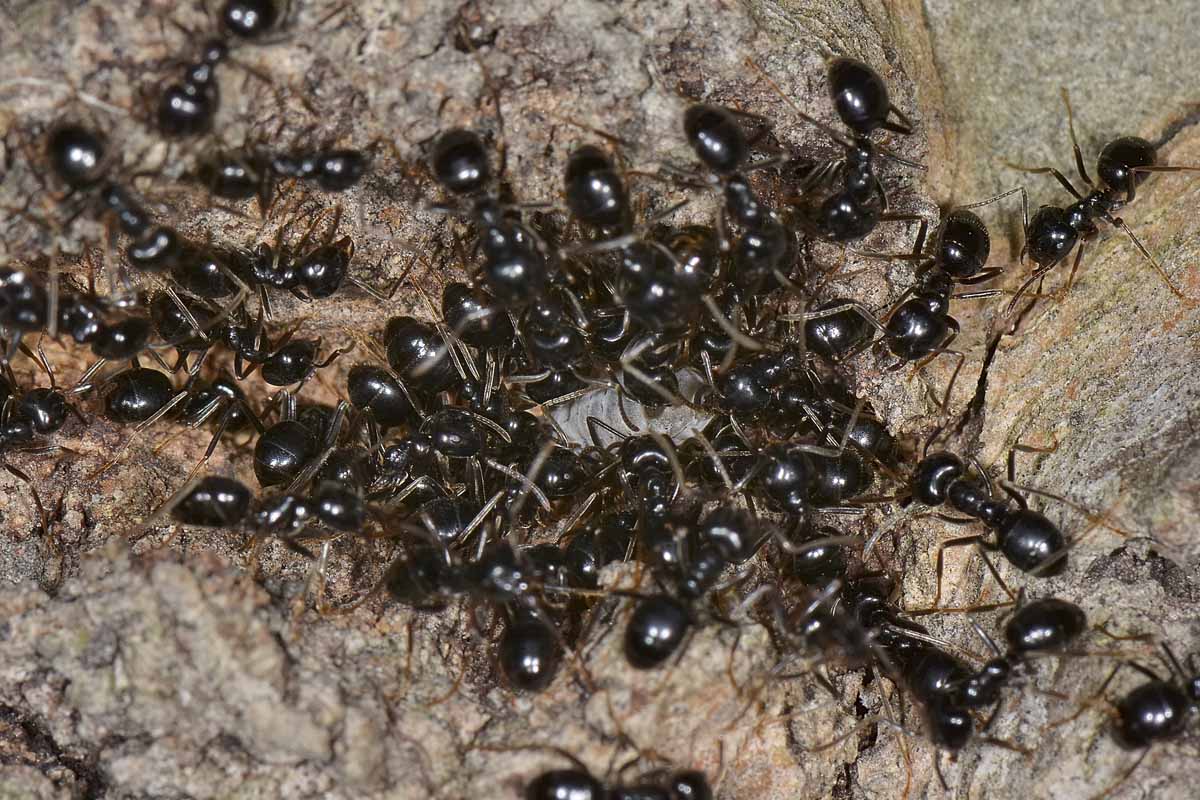 Lasius fuliginosus interessate ad un grosso afide